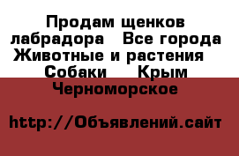 Продам щенков лабрадора - Все города Животные и растения » Собаки   . Крым,Черноморское